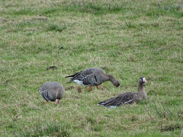 注定了她们 注定了她们